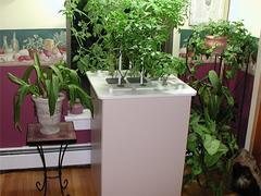 福州信譽好的花卉租賃公司是哪家 長樂花卉租賃,福州信譽好的花卉租賃公司是哪家 長樂花卉租賃生產廠家,福州信譽好的花卉租賃公司是哪家 長樂花卉租賃價格